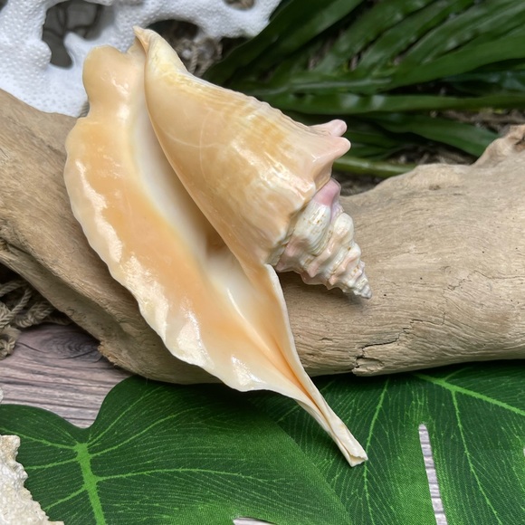 Unique Rare Rooster Tail Conch Seashell Collector Coastal Nautical Display Shell - Picture 14 of 17